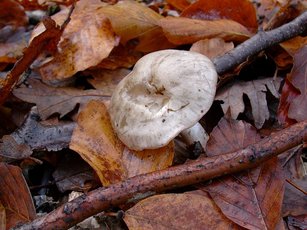 1196 Dicembre vecchio ritrovamento